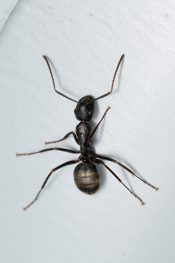 Close-up of a black carpenter ant on wood