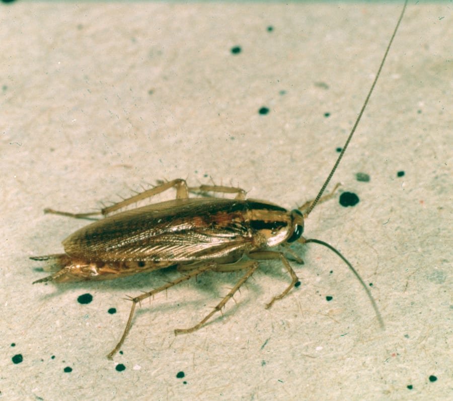 Close-up of a German cockroach