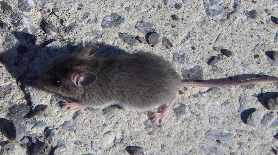 House mouse next to a foundation wall