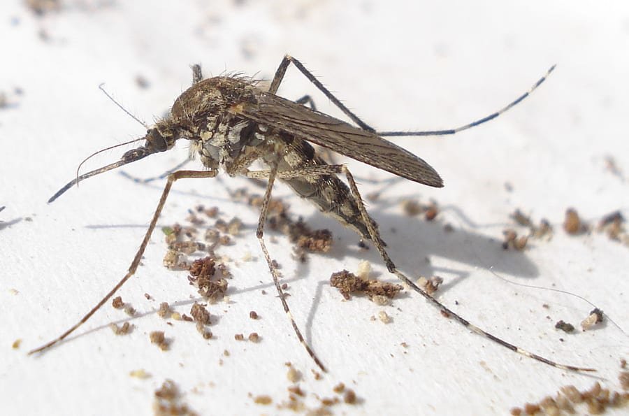 Close-up of a mosquito