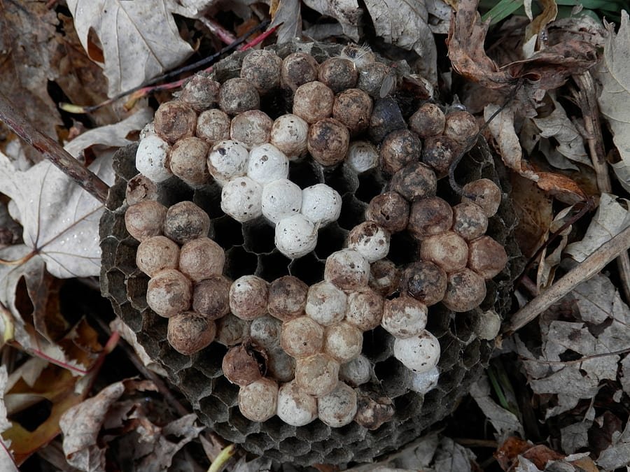 Paper wasps on a nest under an eave